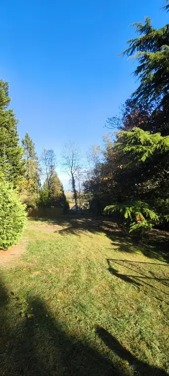 Après : Conifère mort abattu et jardin en friche remis au propre