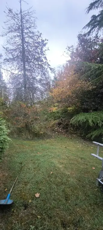 Avant : Conifère mort abattu et jardin en friche remis au propre
