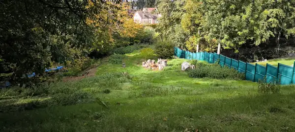 Avant : Prairie en herbes hautes remise en pelouse