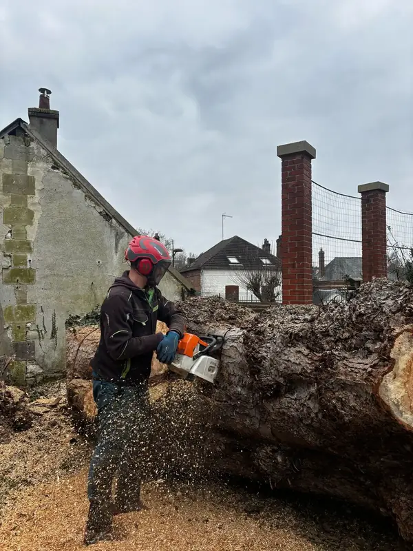 Débit d'un gros tronc à la tronçonneuse, dans une cour près des maisons.