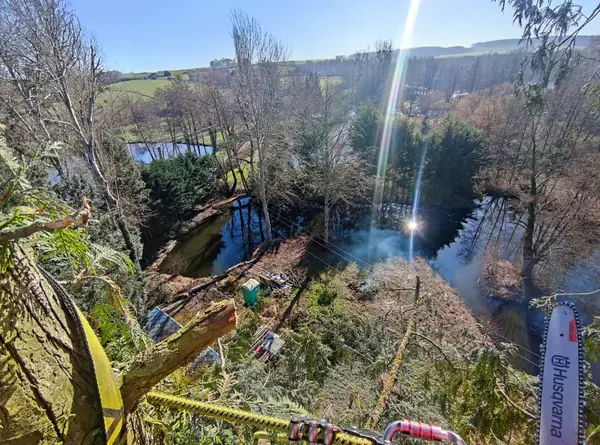 Démontage d'un arbre au bord d'un étang, vue depuis la cime.
