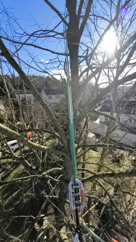 Poulie et corde de rétention installées en tête d'arbre avant démontage.