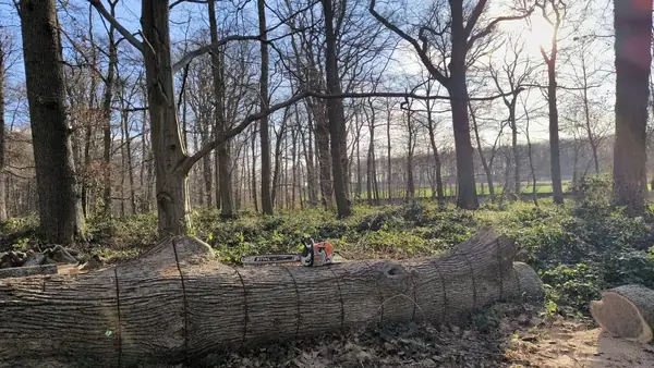 Tronc abattu en sous-bois, prêt à être débité.