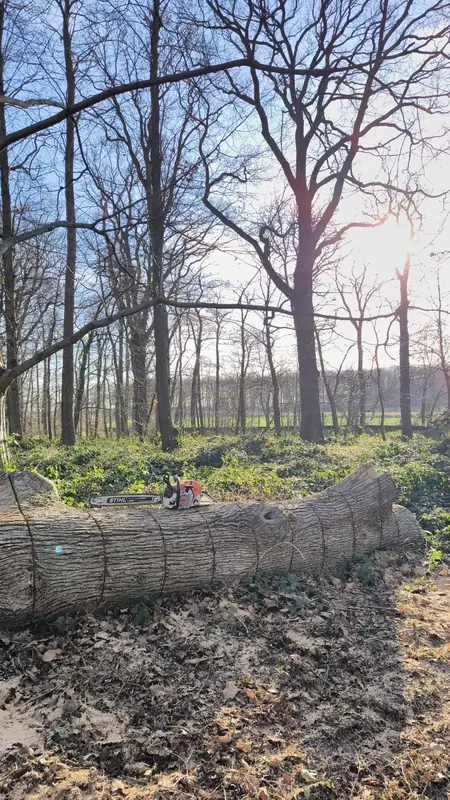 Grand tronc abattu au sol, en lisière de bois.