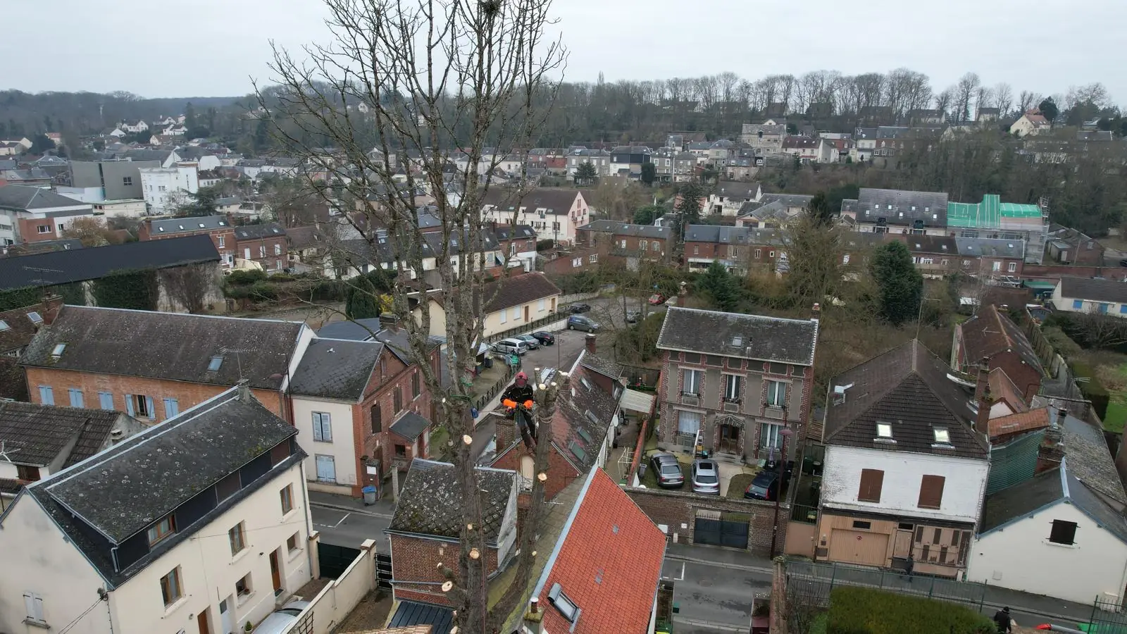 Élagage d'un grand arbre au-dessus des toits, grimpeur encordé dans la cime.