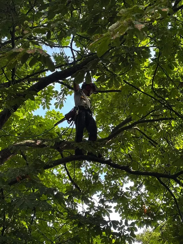 Taille d'un marronnier, grimpeur dans la ramure.