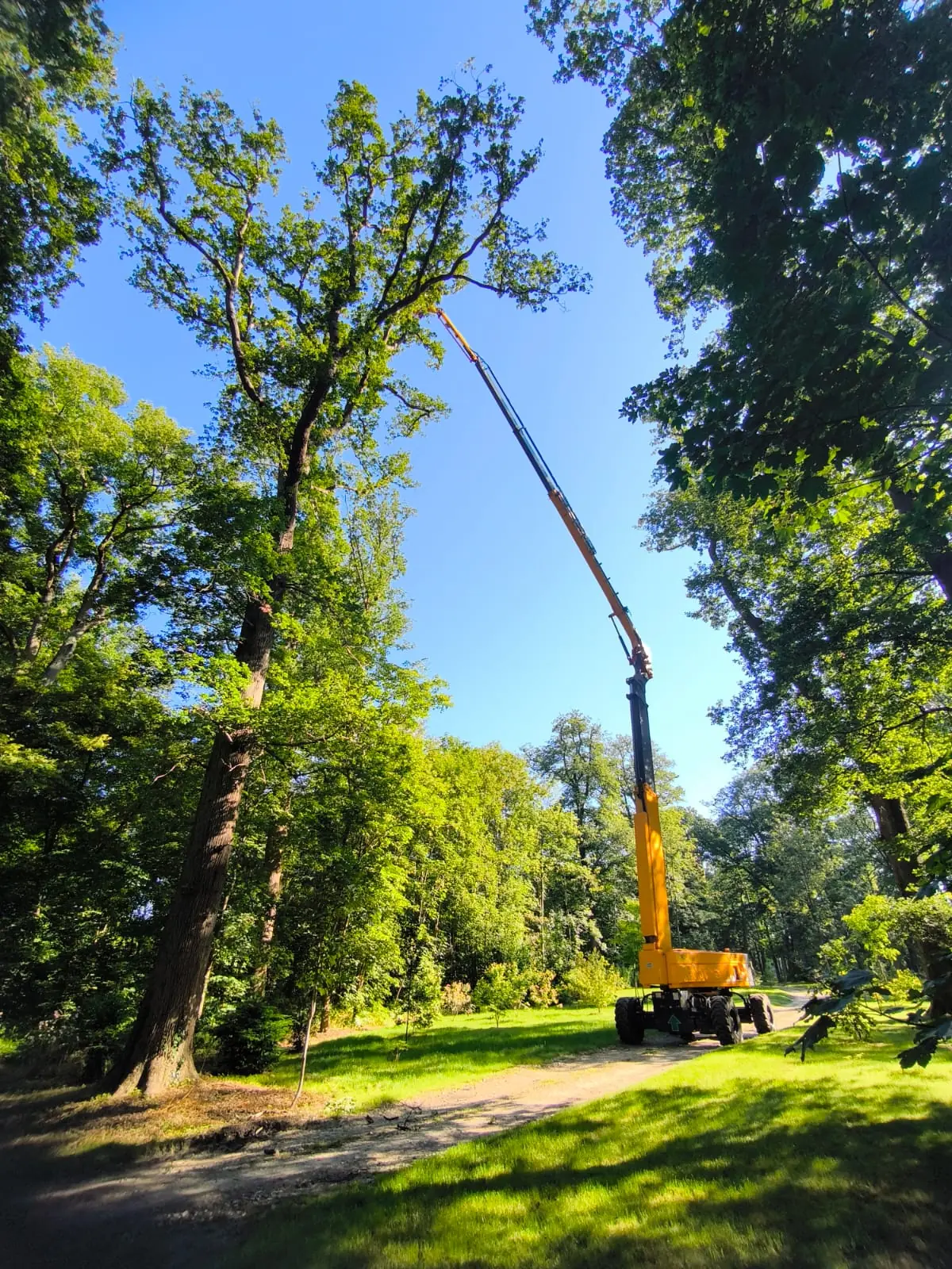 Élagage d'un grand chêne en nacelle articulée, dans un parc.