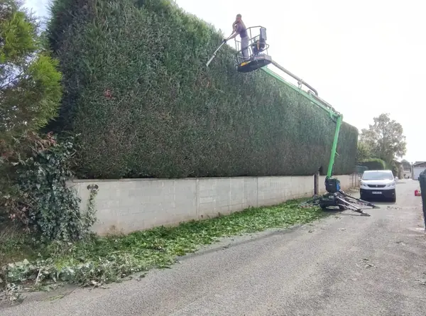 Taille d'une haie de thuyas de grande hauteur depuis une nacelle, le long d'une rue.