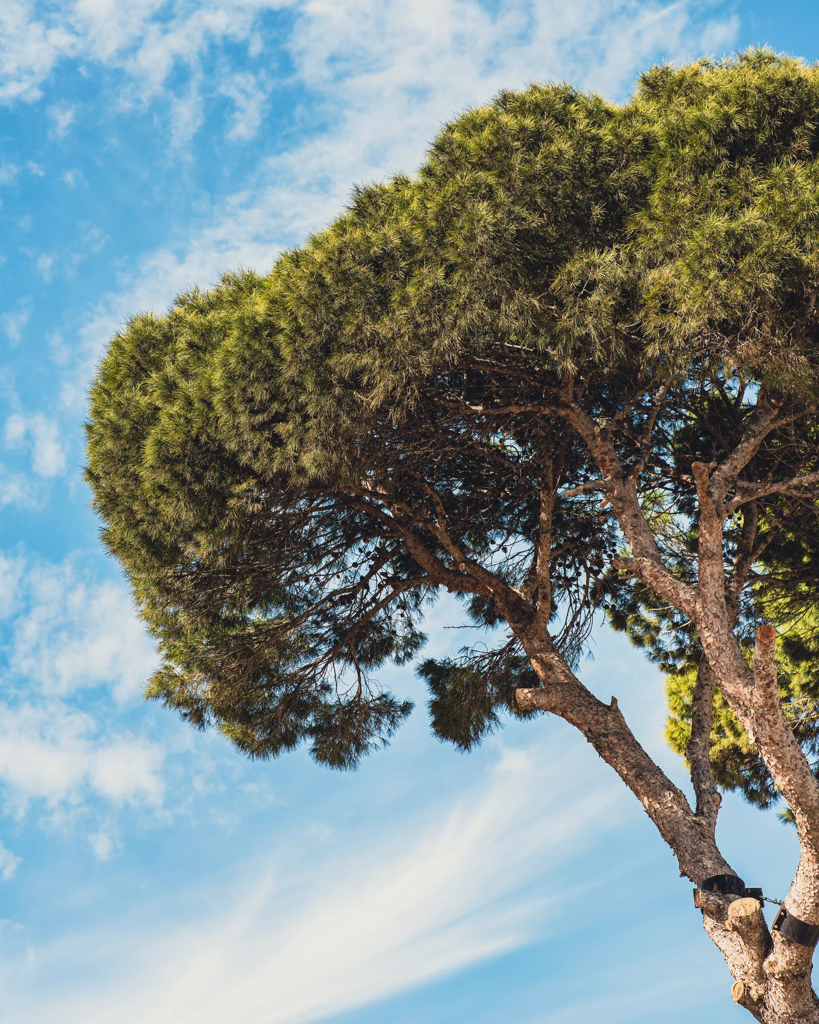 Élagage et taille d'arbres, photo d’illustration
